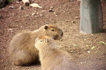 Two capybaras in the zoo