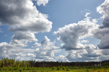 Dense pine forest against the sky and meadows. Beautiful landscape of a row of trees and blue sky background