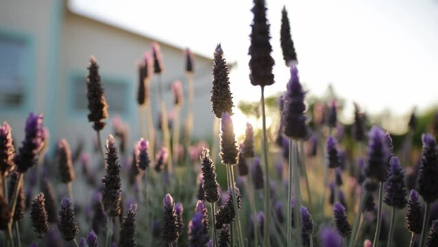 Lavender bush in the sunset 4k video