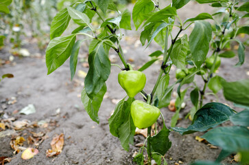 Green peppers grows in the garden. Growing fresh vegetables at farm