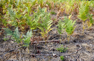 Close-up of beautiful ferns leaves in forest. Family name Osmundaceae, Scientific name Polypodiopsida. Selective focus, blurred background