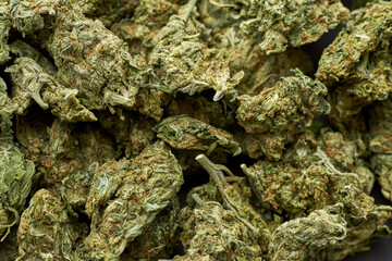 Background from green dry crushed marijuana buds