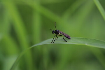 Fototapeta na wymiar Dioctria black insect with yellow legs on a blade of grass raised a leg up, macro