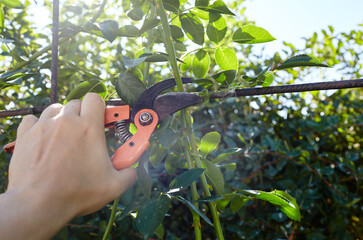 Man gardening in backyard. Mans hands with secateurs cutting off wilted flowers on rose bush. Seasonal gardening, pruning plants with pruning shears in the garden