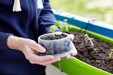 Old man gardening in home greenhouse. Men's hands holding cucumber seedling in the pot, selective focus