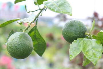 green colored citruses on tree in farm