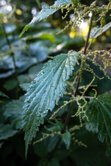 Urtica dioica or stinging nettle, outdoors. Medicinal plant. Close-up.