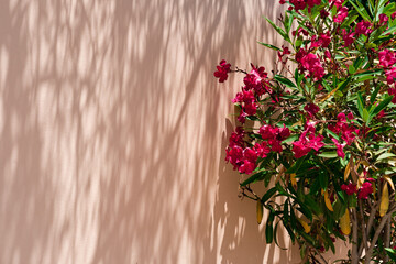 oleander nerium flowering in bloom at the painted wall in summer house garden