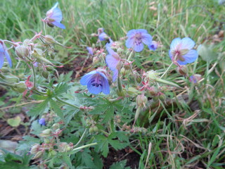 flowers in the forest, Geranium pratense, meadow crane's-bill, meadow geranium
