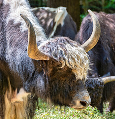 Yak