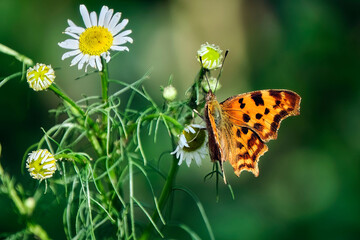 C-Falter ( Polygonia c-album, Syn.: Nymphalis c-album ).
