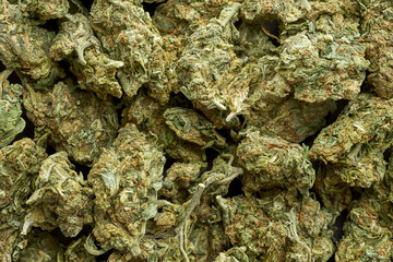 Background texture from green dry marijuana buds.