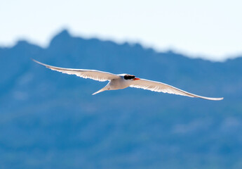 Sterna comune (Sterna hirundo)