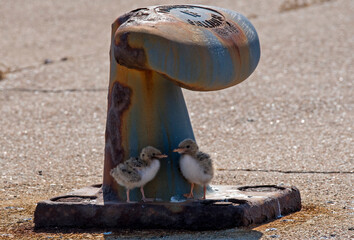 Sterna comune (Sterna hirundo)