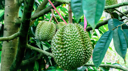 durian  Popular fruit of Thailand