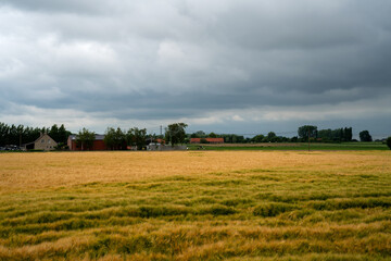 Obraz premium Field with Common Barley (Hordeum vulgare) in West Flanders, Belgium 