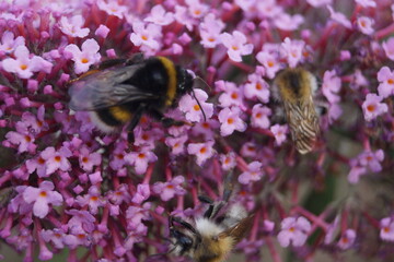 Schmetterlinge in verschiedenen Farben auf einem flieder strauch