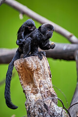 Springtamarin ( Callimico goeldii ).
