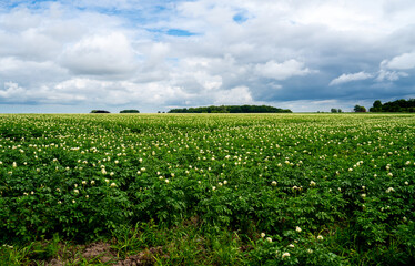 Field with flowering potatoes (Solanum tuberosum) in West Flanders, Belgium
