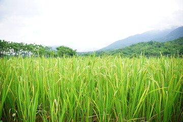 Wide rice field surrounded mountains and tree in Pu Luong, Vietnam                               