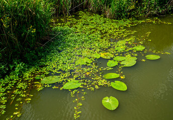 Close up of Water primrose (Ludwigia grandifloria) and Yellow water-lily (Nuphar lutea)
