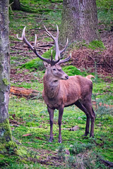 Rothirsch ( Cervus elaphus ).
