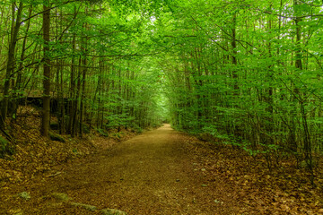 foot path surrounded by young beech forest