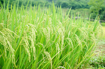 Rice fields with ripe rice grains leaning outwards                                 
