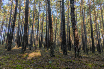 Fototapeta na wymiar woodland landscape with pine tree trunks
