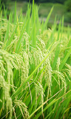 Fototapeta na wymiar Bright green background of ripe Asian rice field