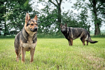 Deutscher Schäferhund.