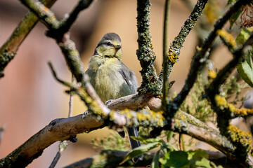 Junge Blaumeise ( Cyanistes caeruleus ).
