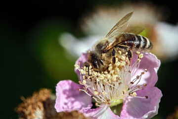 Seidenbiene ( Colletes ).