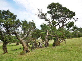 Nebelwald Madeira - Lorbeerbaum