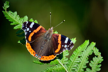 Admiral ( Vanessa atalanta ).