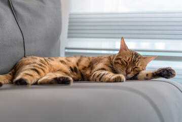 Domestic bengal cat sleeps on the couch.