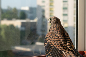 A juvenile kestrel sitting on a balcony behind the glass and looking outdoor