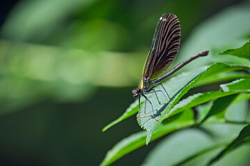 Blauflügel-Prachtlibelle ( Calopteryx virgo ).
