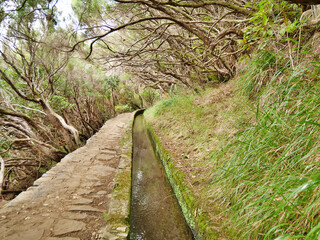 Levada in Madeira - Lorbeerbaum