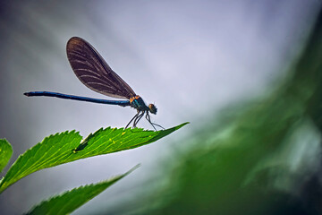 Blauflügel-Prachtlibelle ( Calopteryx virgo ).