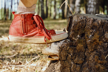 A forest stump on which mushrooms grow. A child in red sneakers stands on a mushroom grown from a stump. Close-up