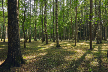 Dense summer green forest. A place for rest and relaxation. Park in the urban zone. General plan of trees in the forest