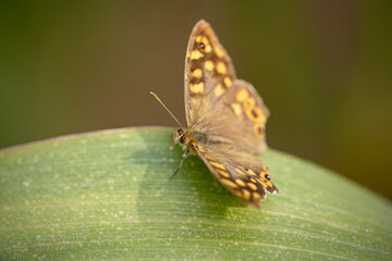 Butterfly on a green leaf macro.