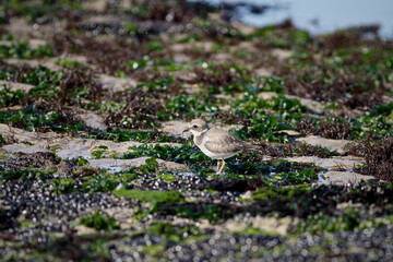 Beautiful plover during low tide