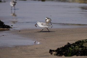 Beautiful sanderling with a worm in its beak