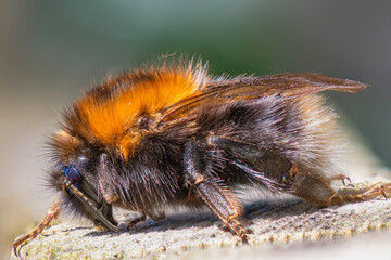 Hummel seitlich makro