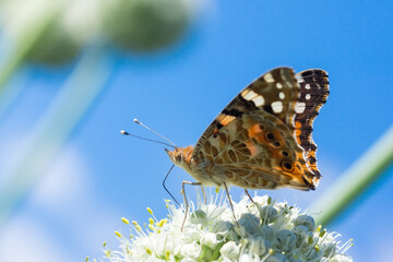 Butterfly on blossom flower in green nature