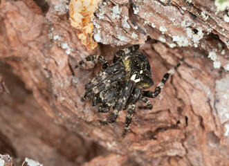 Araneus angulatus on pine bark, macro photo