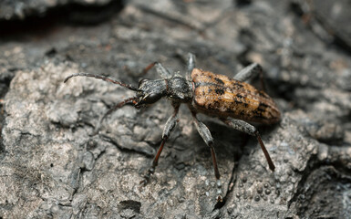 Ribbed pine borer, Raghium inquisitor on burnt pine bark, macro photo