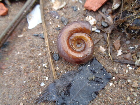 snail on the ground, Planorbarius corneus, great ramshorn